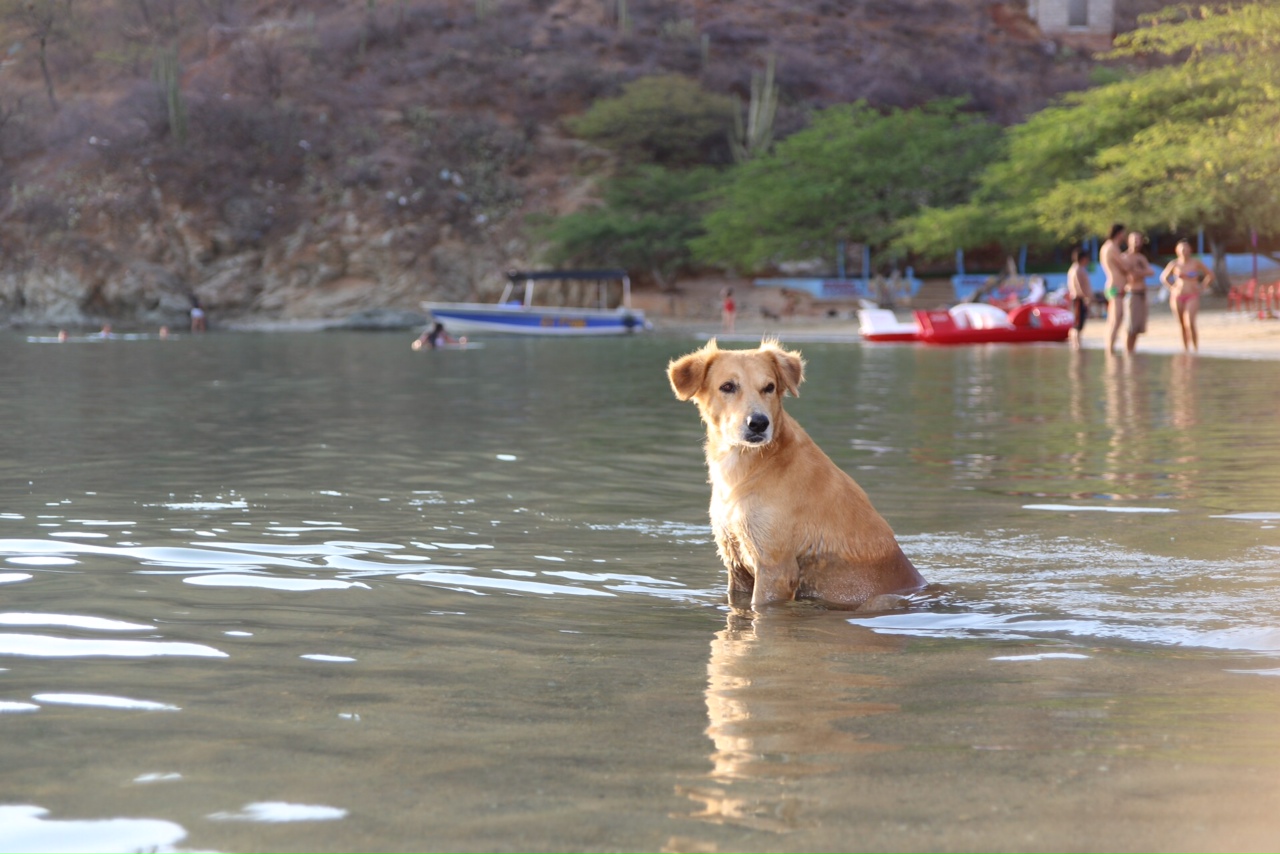 Hundehitze am Strand von Taganga