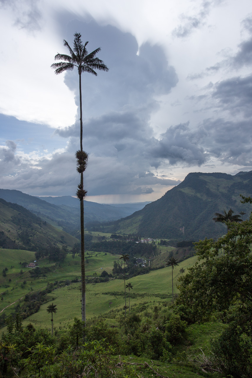 Gewitterwolke und der Nationalbaum Kolumbiens: die Quindio-Wachspalme